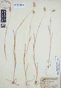 Phalaris caroliniana image