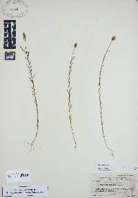 Polygala mariana image