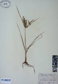 Cyperus iria image