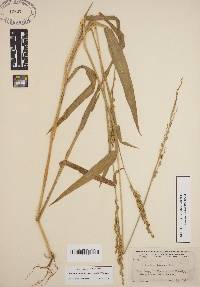 Urochloa texana image