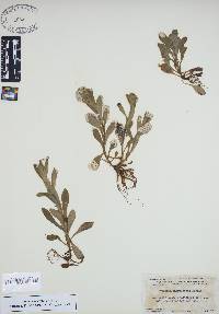 Myosotis macrosperma image