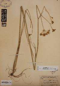 Oxypolis filiformis image