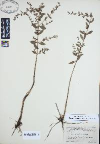 Lythrum curtissii image