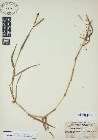 Paspalum distichum image