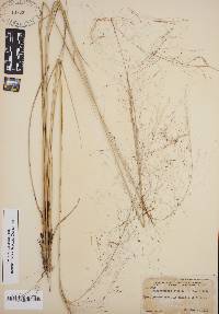 Muhlenbergia capillaris image