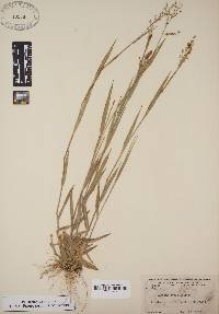 Panicum ovale image