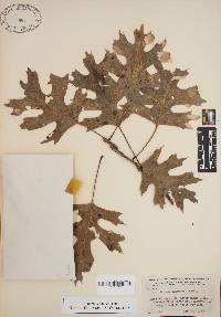 Quercus shumardii image