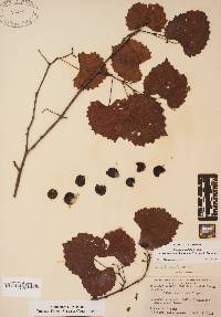 Vitis rotundifolia image