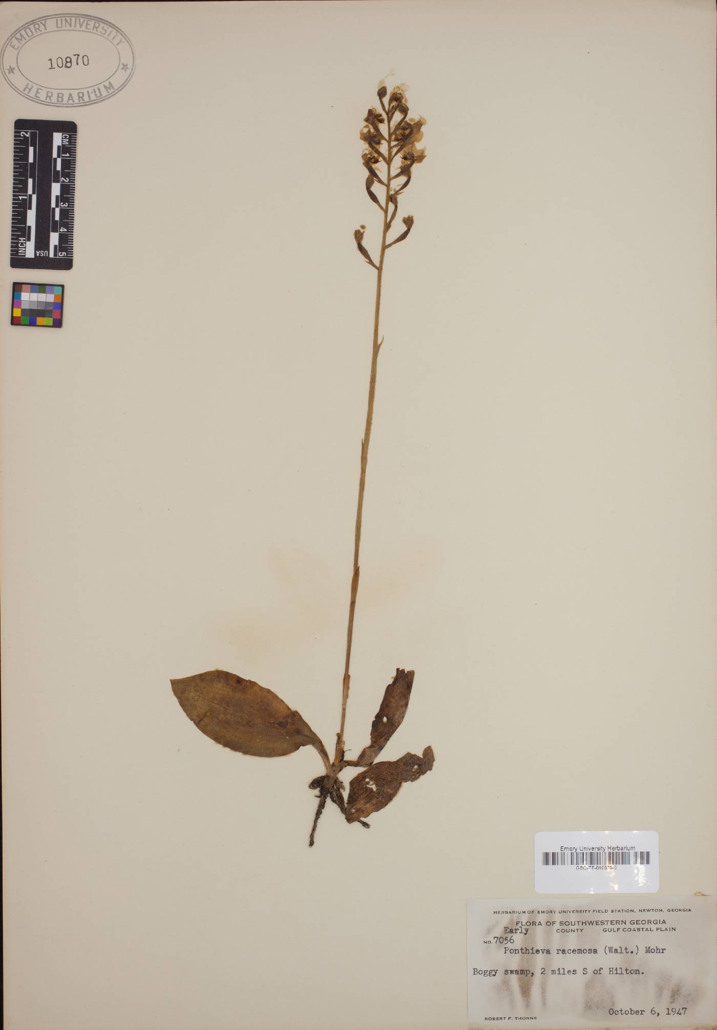 Ponthieva racemosa image