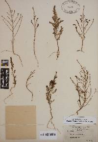Image of Phyllanthus niruri