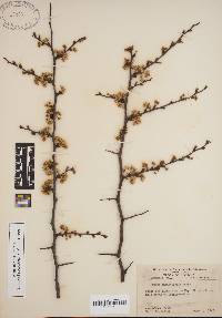 Prunus angustifolia image