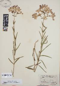 Phlox floridana image