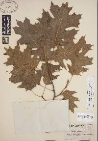 Quercus shumardii image