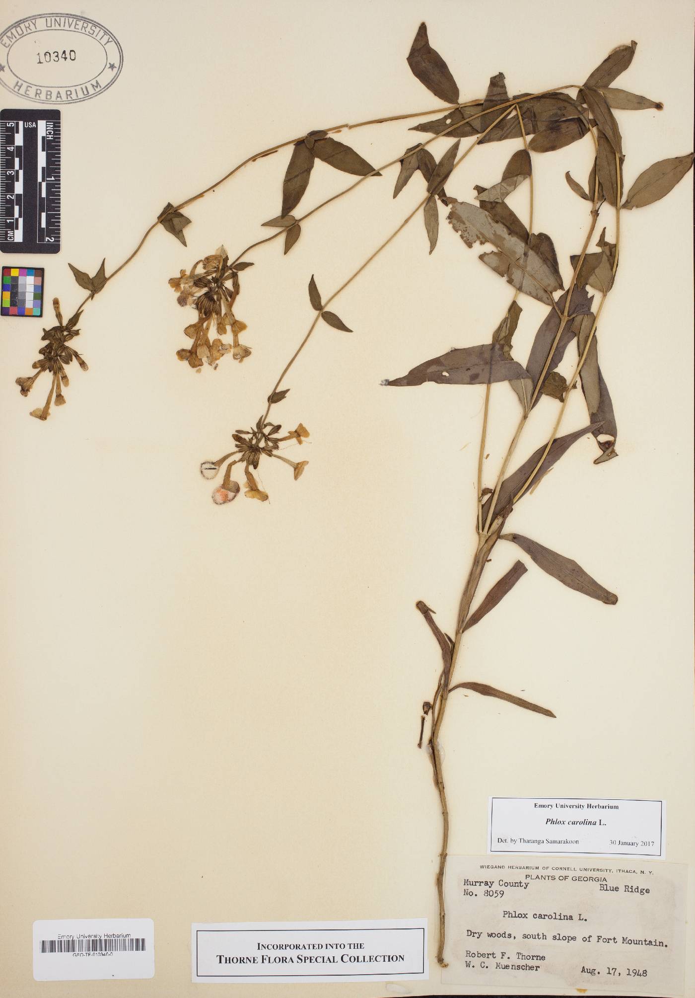 Phlox carolina image