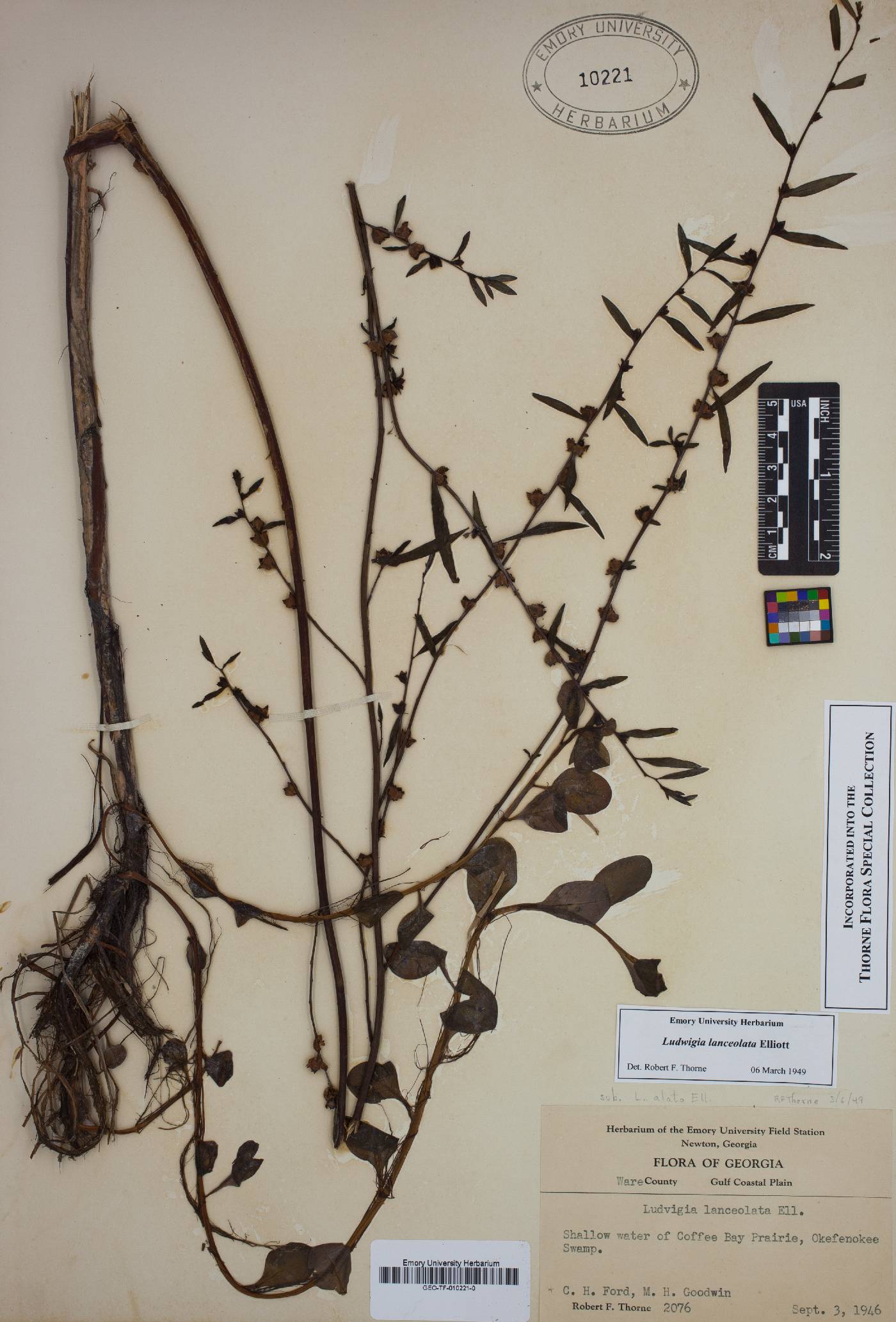 Ludwigia lanceolata image