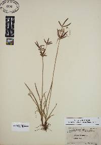 Cyperus rotundus image