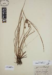 Cyperus retrorsus image