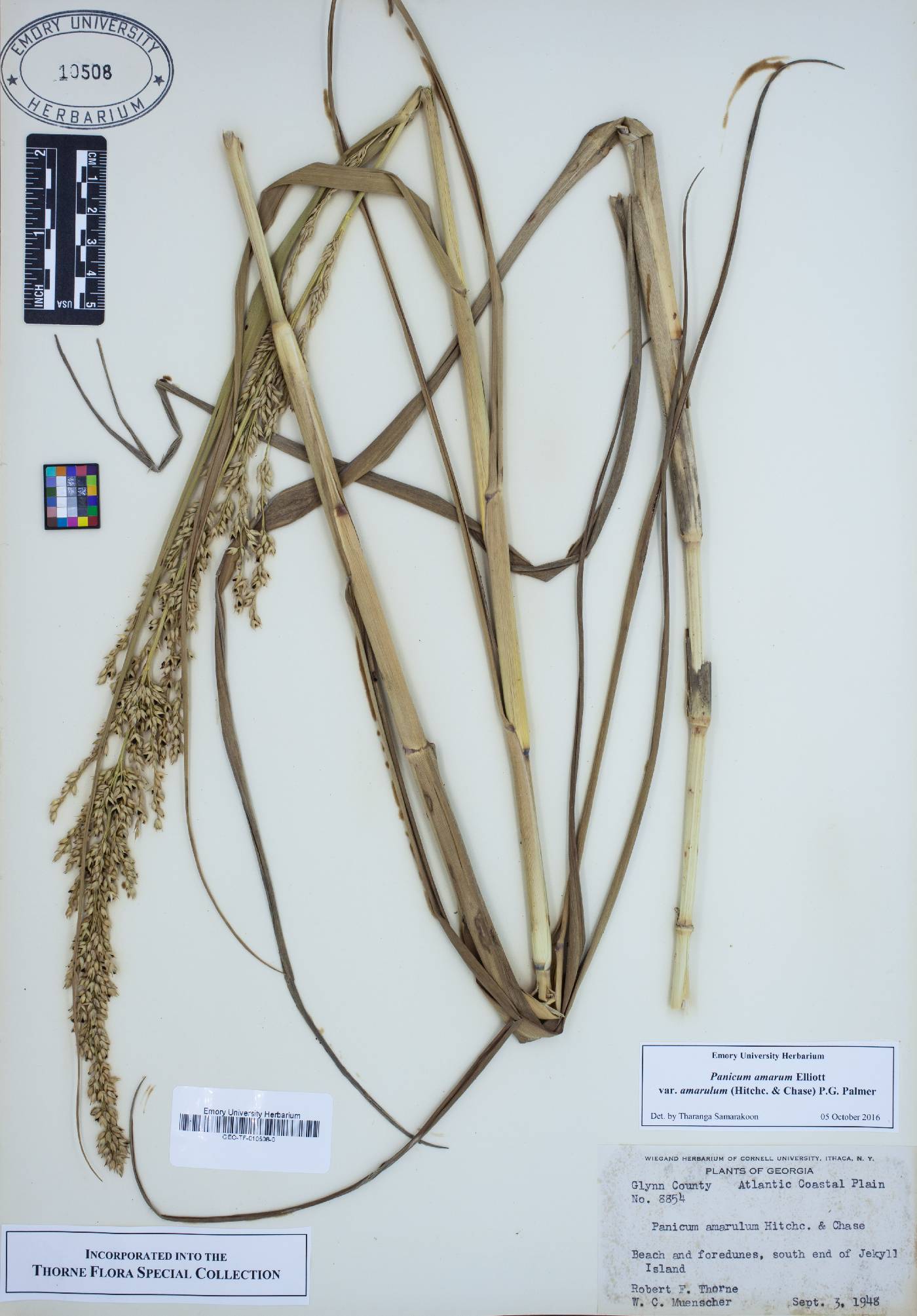 Panicum amarum var. amarulum image