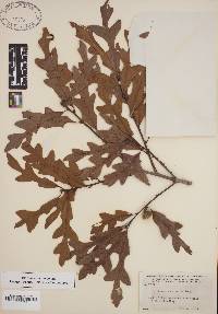 Quercus austrina image