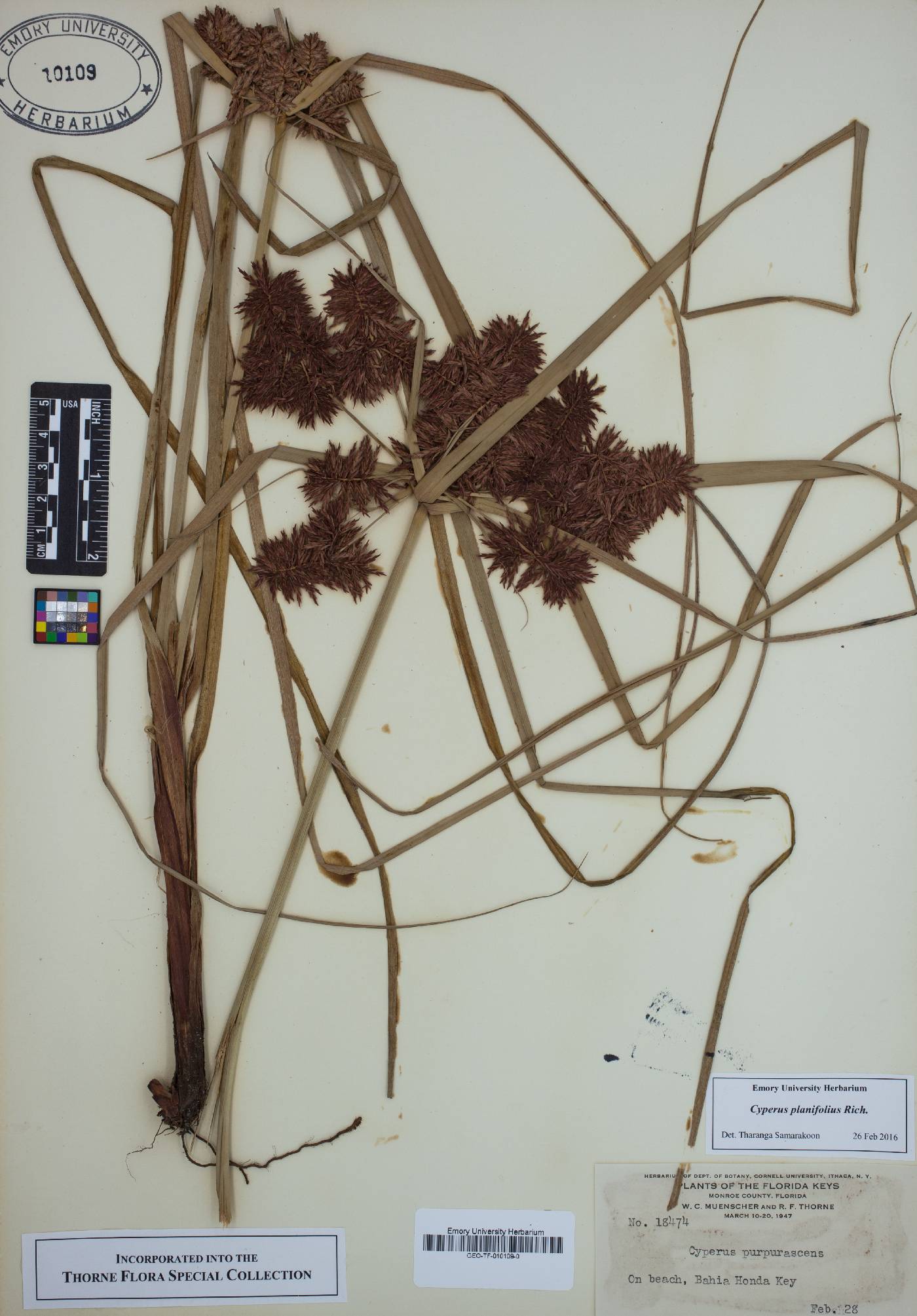 Cyperus planifolius image