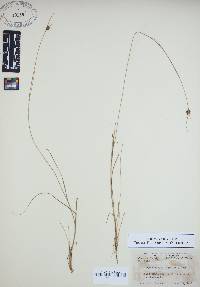 Rhynchospora gracilenta image