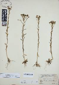 Polygala ramosa image