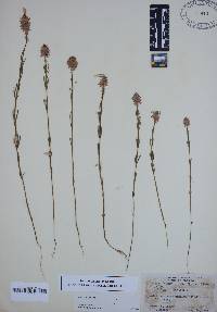 Polygala cruciata image