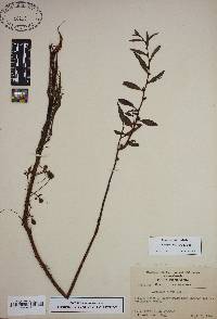 Image of Ludwigia lanceolata