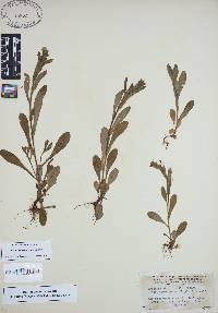 Myosotis macrosperma image