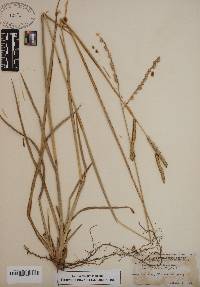 Paspalum floridanum image