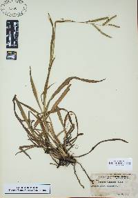 Paspalum dilatatum image