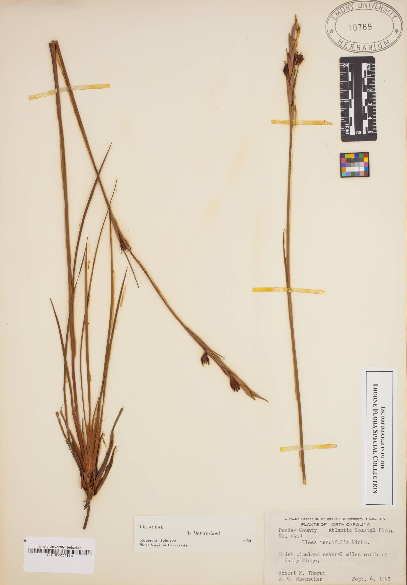 Pleea tenuifolia image