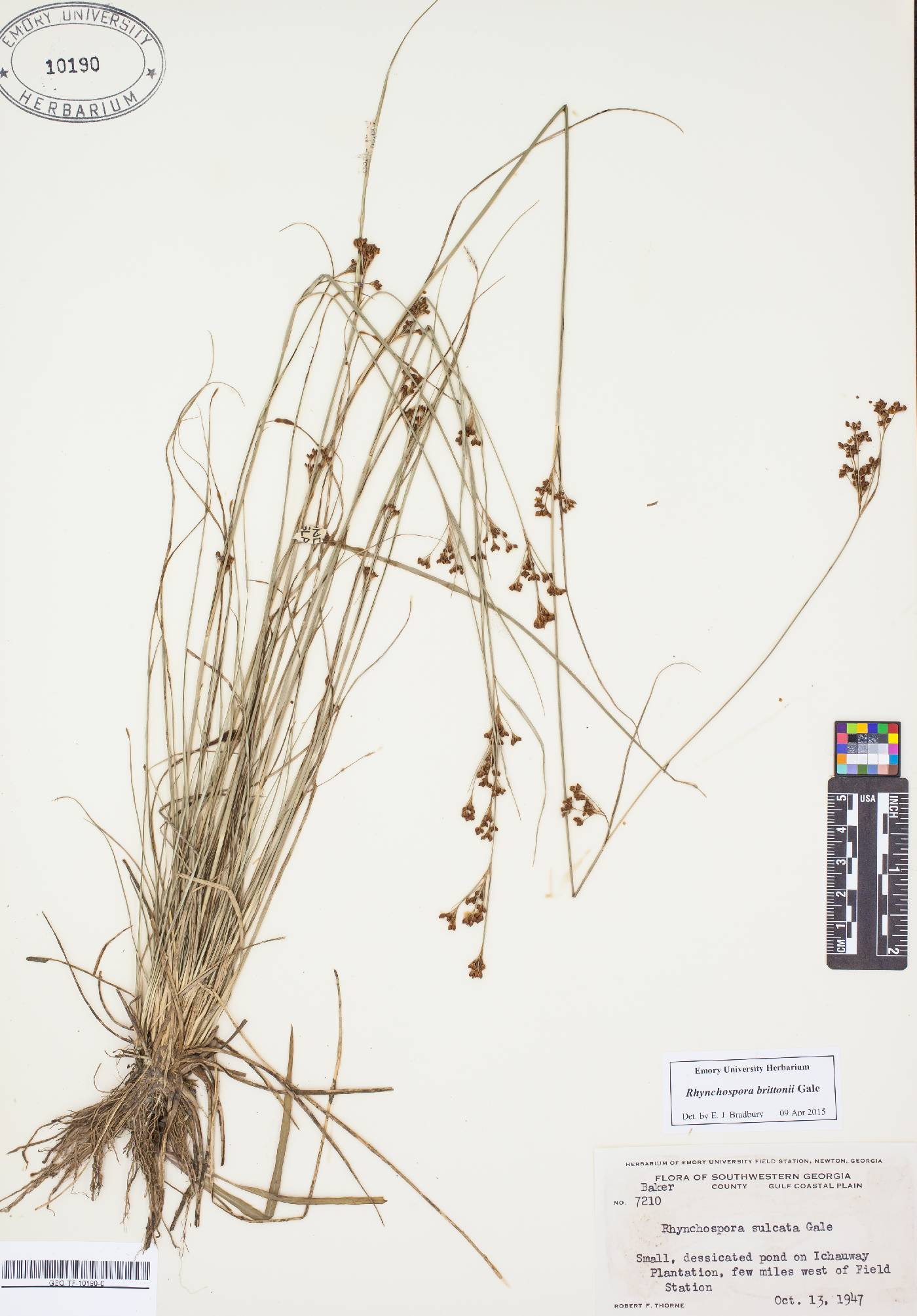 Rhynchospora brittonii image