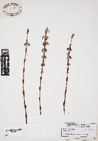 Equisetum fluviatile image