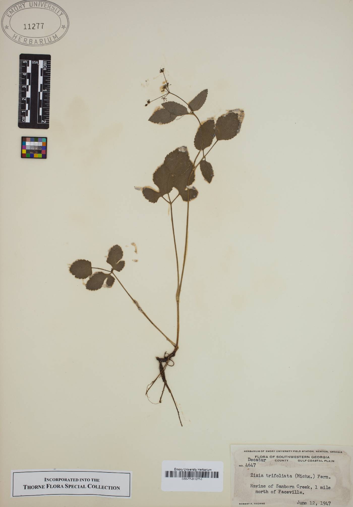 Zizia trifoliata image