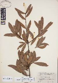 Quercus laurifolia image