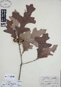 Quercus lyrata image