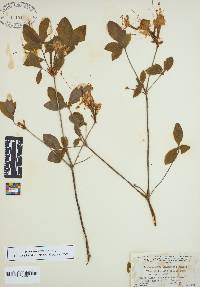 Rhododendron alabamense image