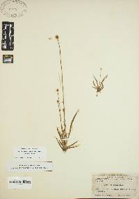 Xyris difformis var. curtissii image