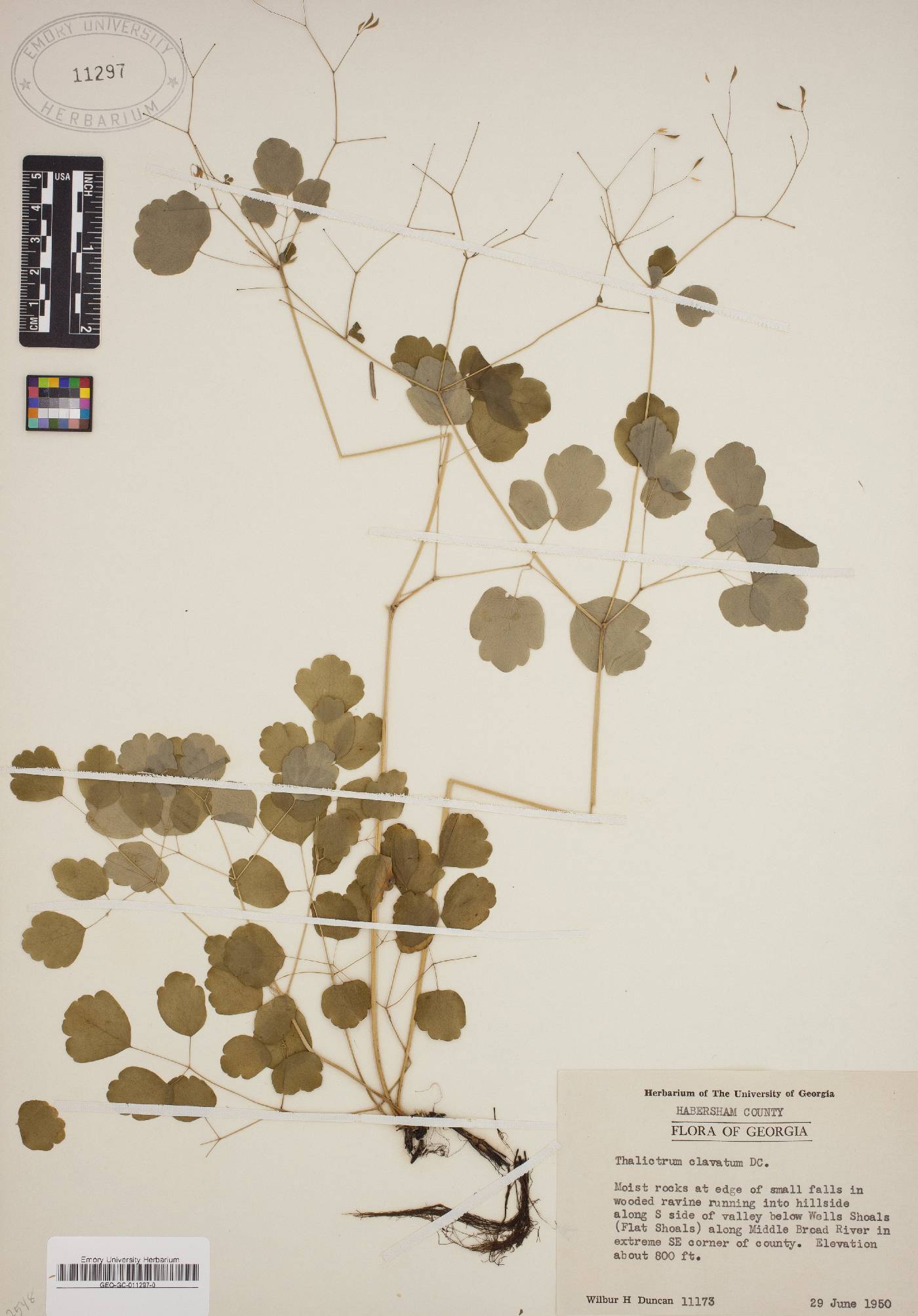 Thalictrum clavatum image