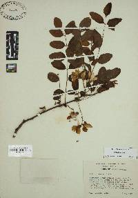 Robinia hispida image