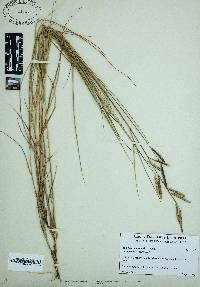 Spartina patens image