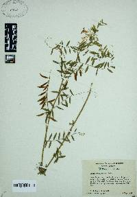 Vicia caroliniana image