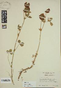 Trifolium reflexum image