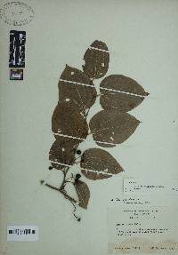 Smilax tamnoides image