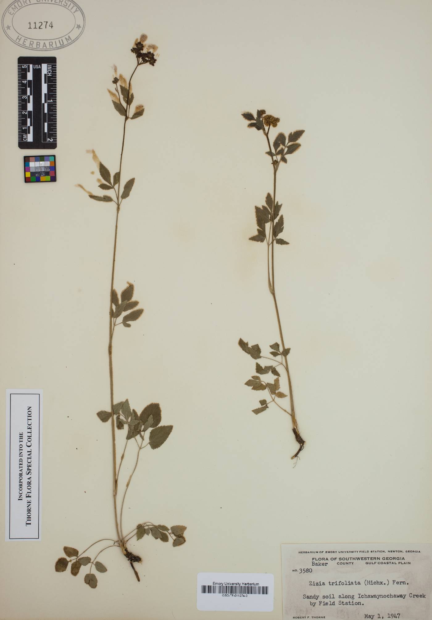 Zizia trifoliata image
