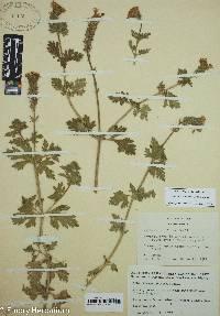 Image of Glandularia delticola
