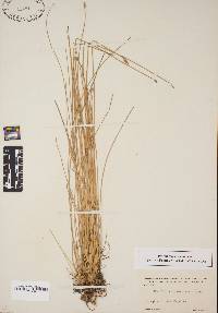 Eleocharis montevidensis image