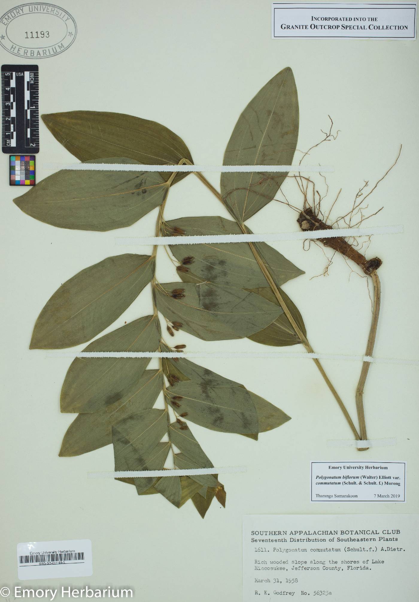 Polygonatum biflorum var. commutatum image