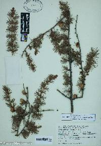 Larix laricina image